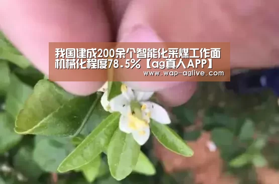 ag真人厅下载