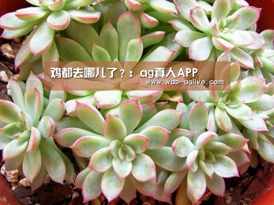 鸡都去哪儿了?:ag真人APP(图3) AG真人入口