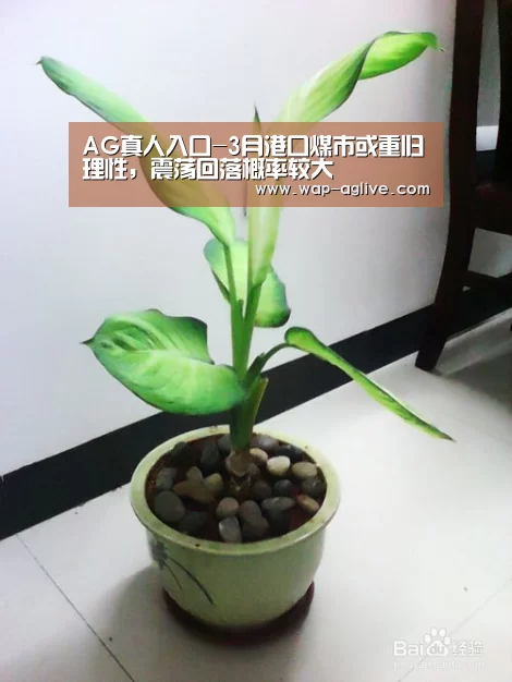 ag真人APP